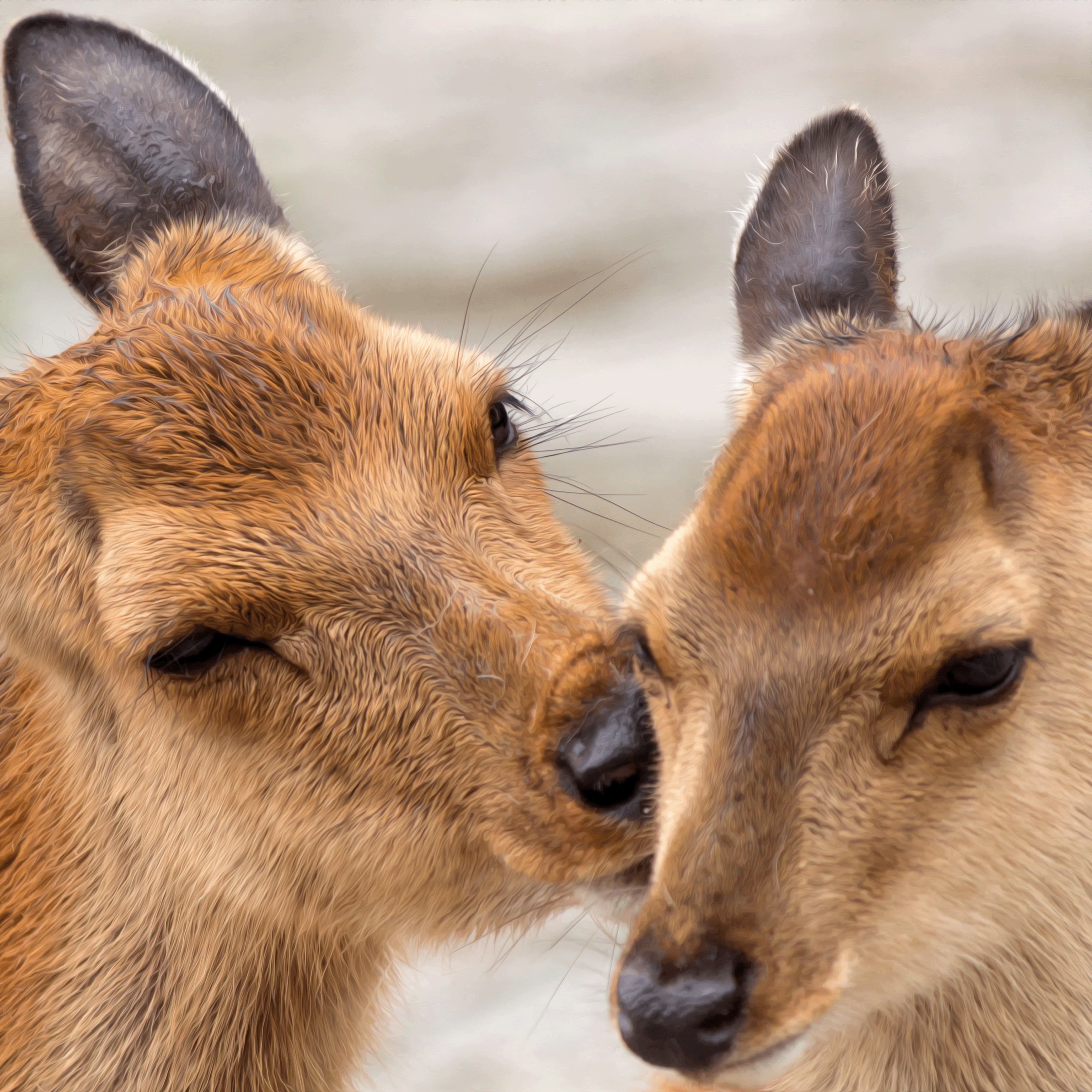deer oil paint square