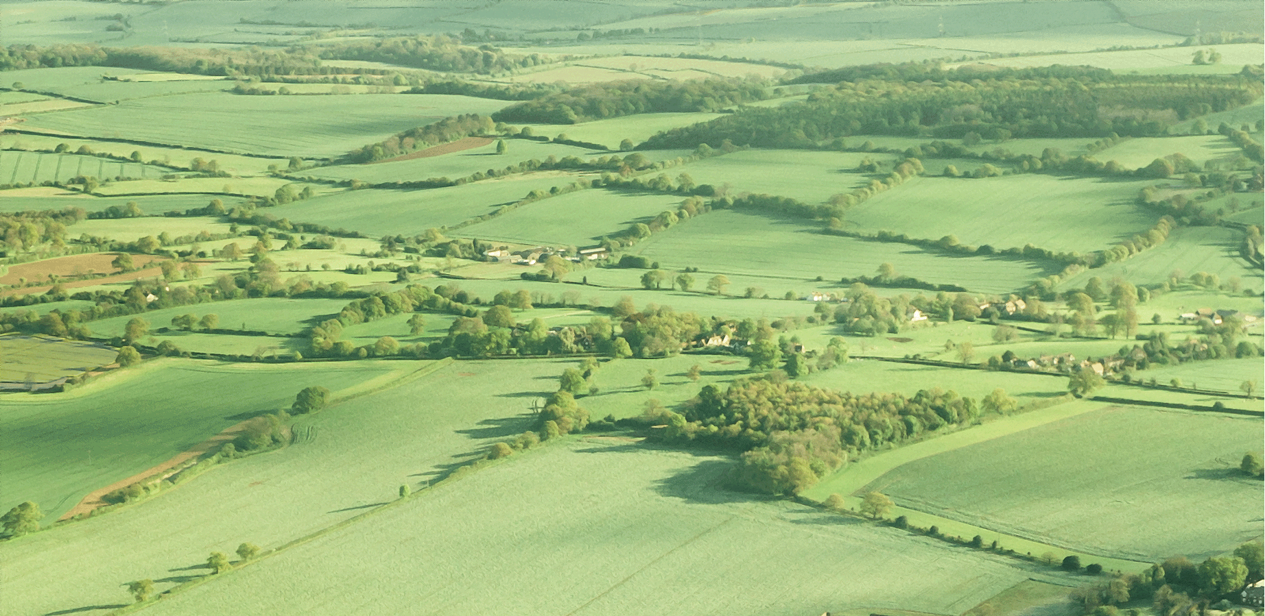 green belt 2